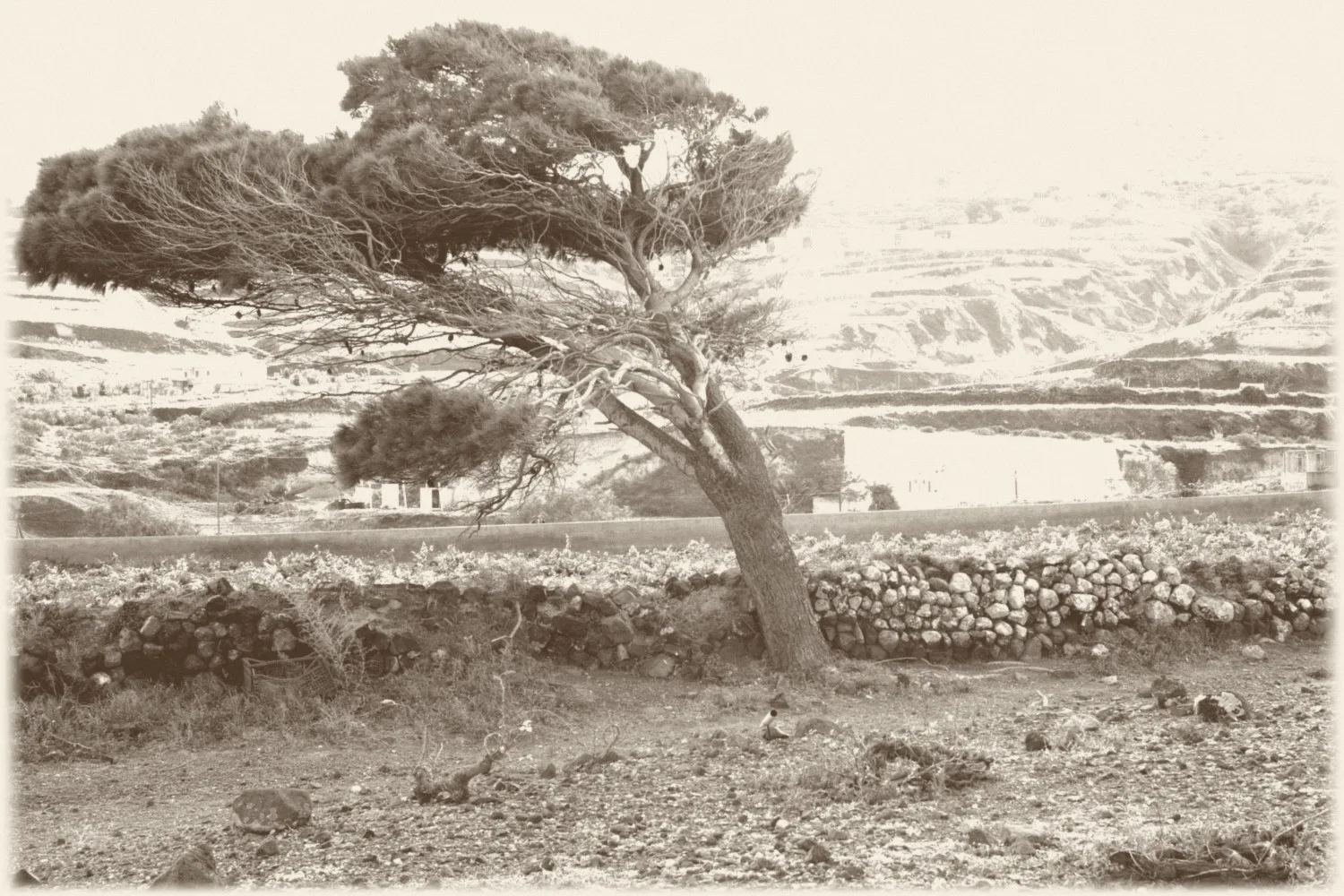 The wind-shaped tree at the Vergitsos vineyard, Vothonas